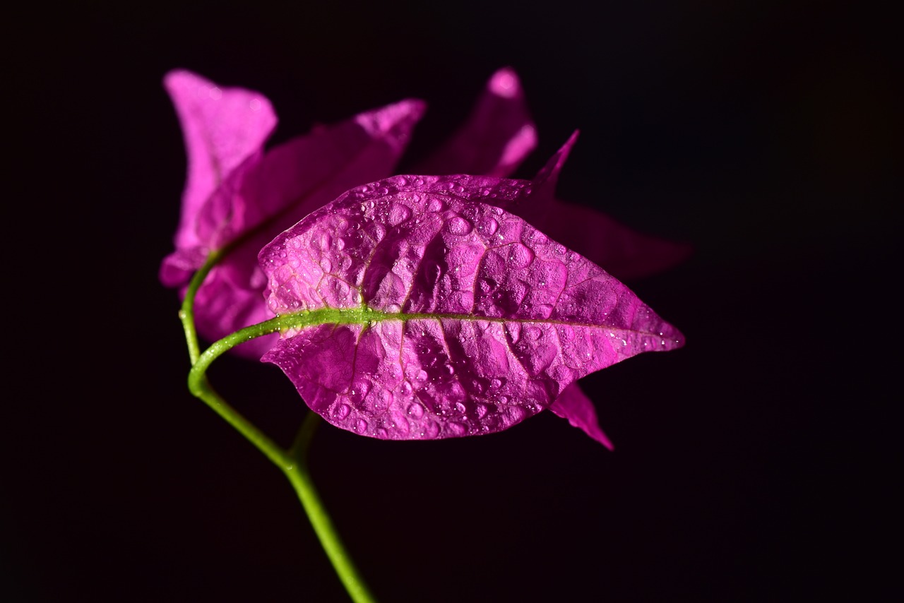 玉蕊花最新图片欣赏，美丽绽放的花海世界，玉蕊花最新图片欣赏，美丽绽放的花海世界全景展示