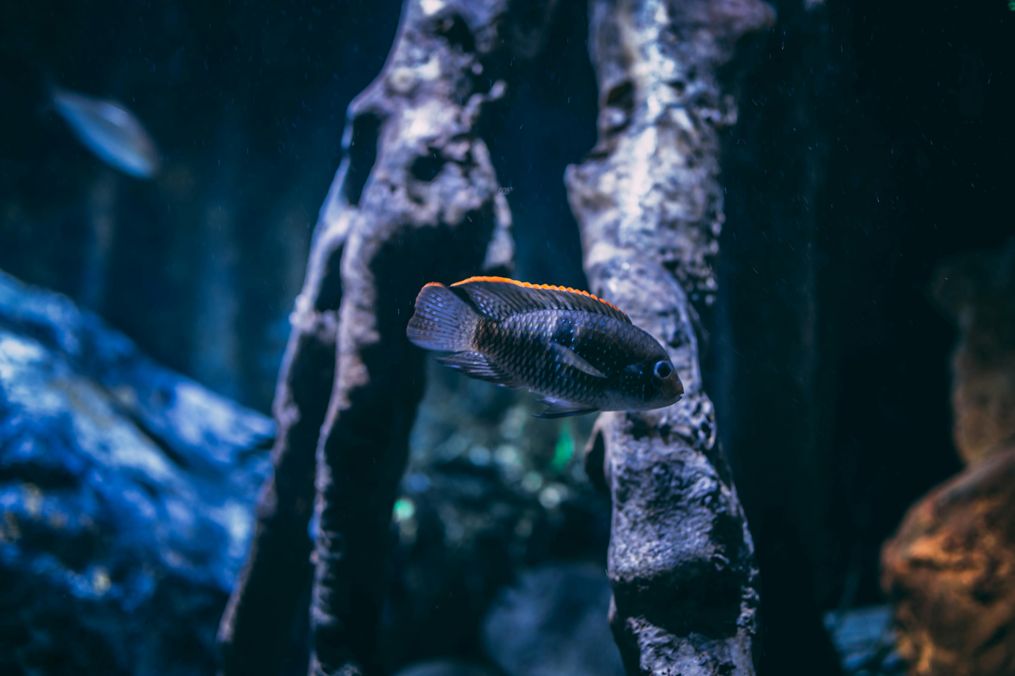 揭秘深海水族馆最新破解版，畅游深海奇观，解锁无限可能，深海探险，揭秘最新水族馆破解版，畅游无限奇观！