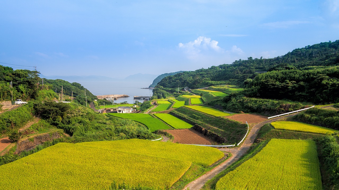 王坡村地皮出售信息最新，最新王坡村地皮出售信息汇总及市场分析