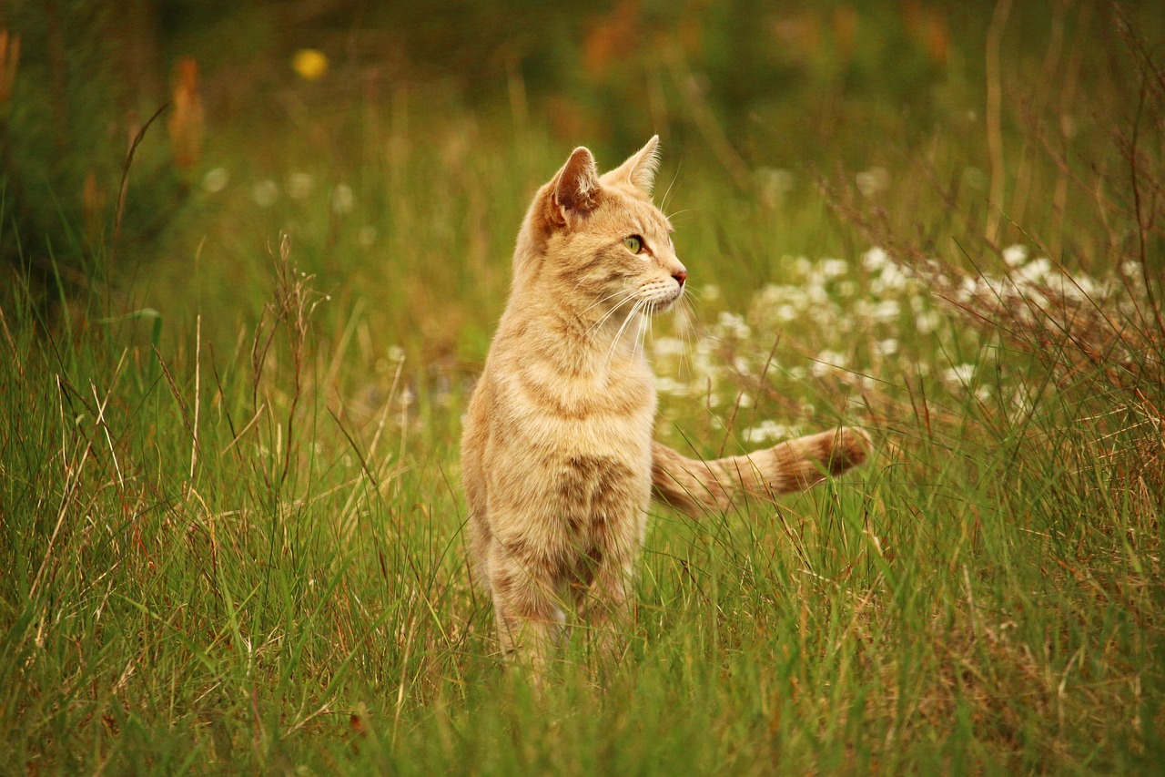 嫩江猫咪出售信息网最新，嫩江猫咪出售信息指南：品种概览、最新动态与选购饲养建议