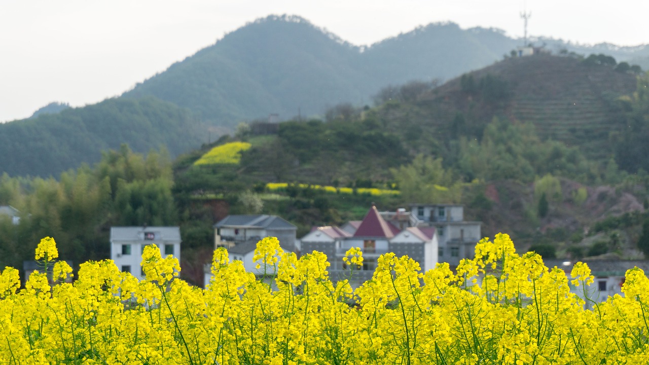 旺山周边公寓出租信息最新，旺山周边公寓出租信息最新汇总：全面解析租赁市场与公寓详情