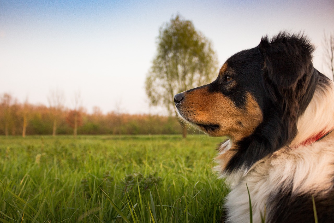 牧羊犬最新信息，牧羊犬全面指南：最新信息、训练技巧与健康关注