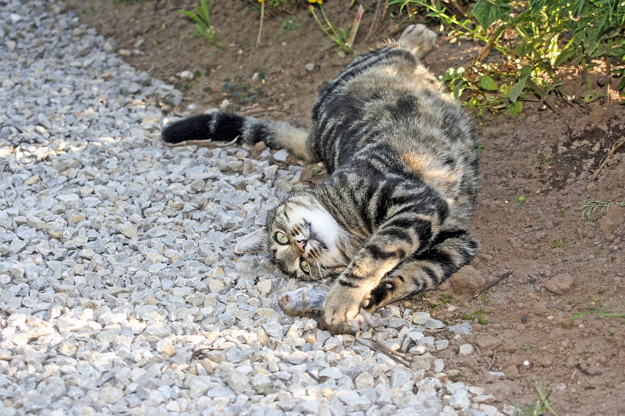 黑猪视频下载最新版苹果