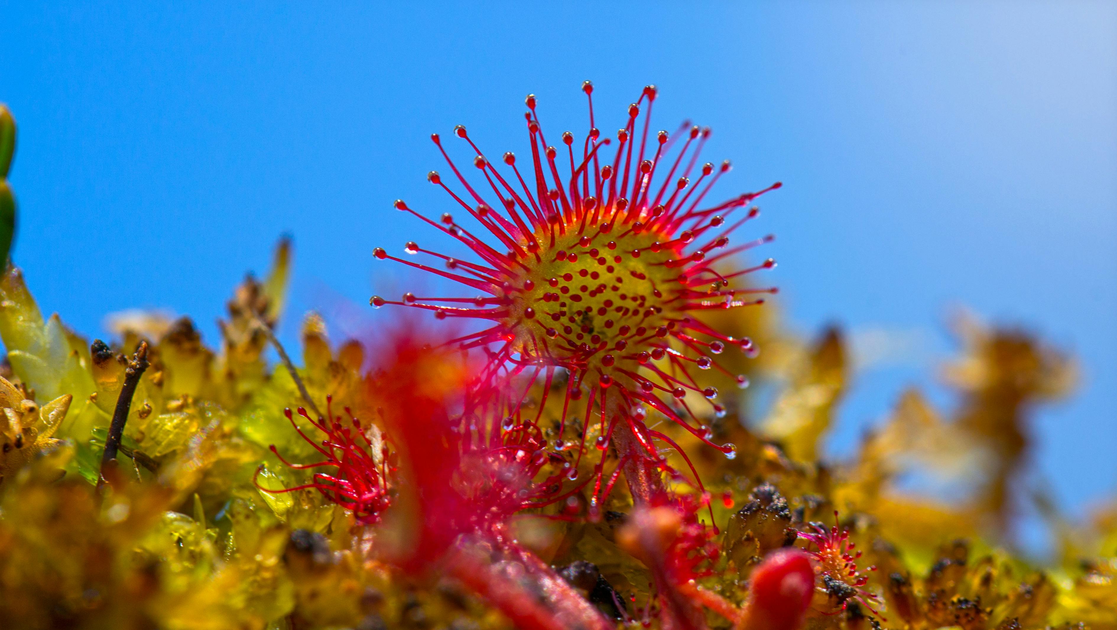 蛇年的桃花位，蛇年桃花位：传统解读与现代寻找，及与个人情感生活的紧密联系