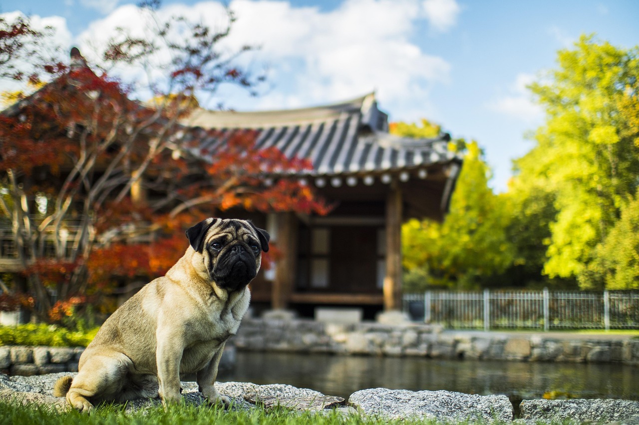 风犬少年的天空最新一集深度解析与观感分享，风犬少年的天空最新一集深度解析与心得分享