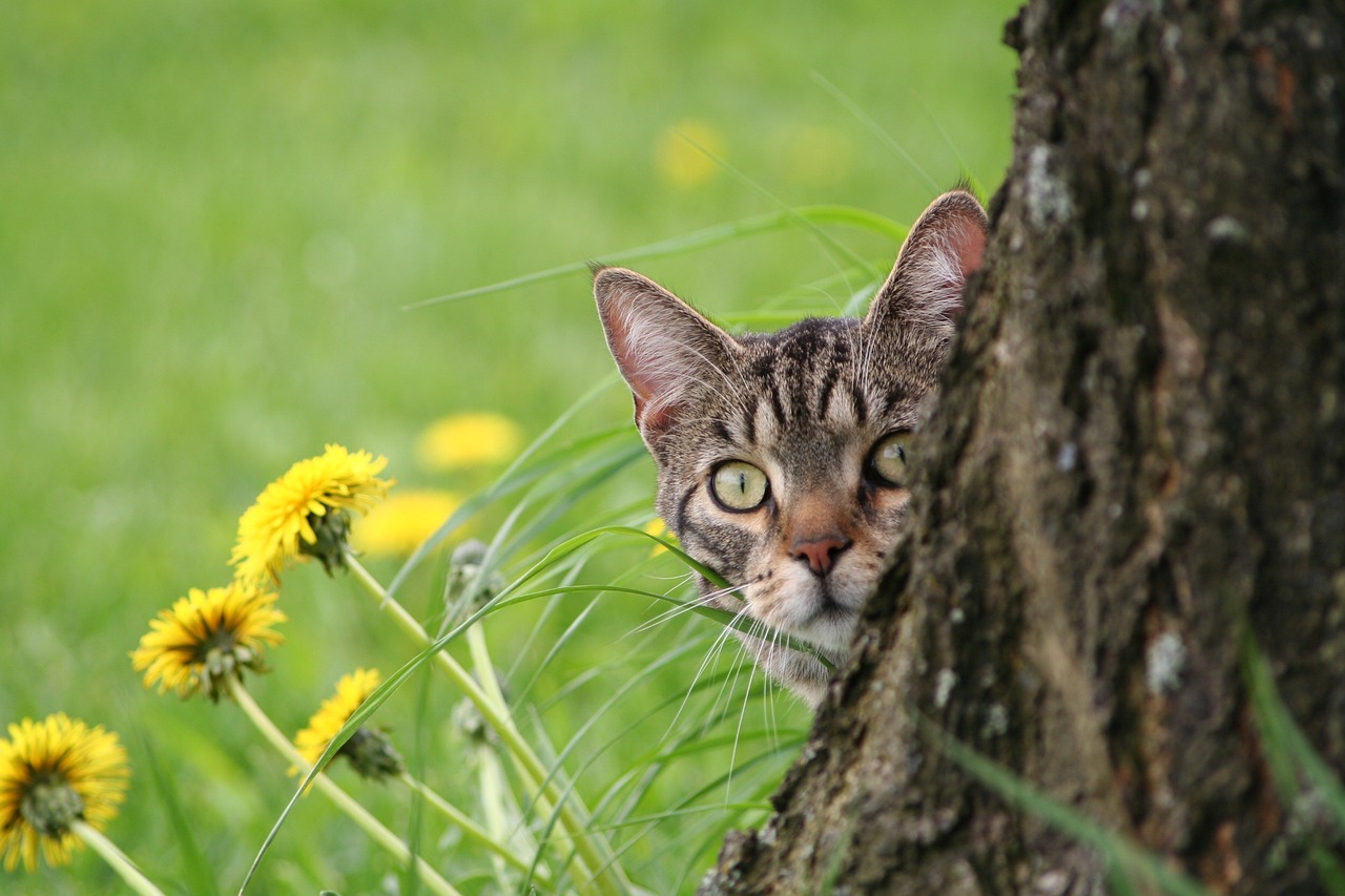 最新秦皇岛猫咪出租信息全面解析，秦皇岛猫咪出租信息最新全面解析