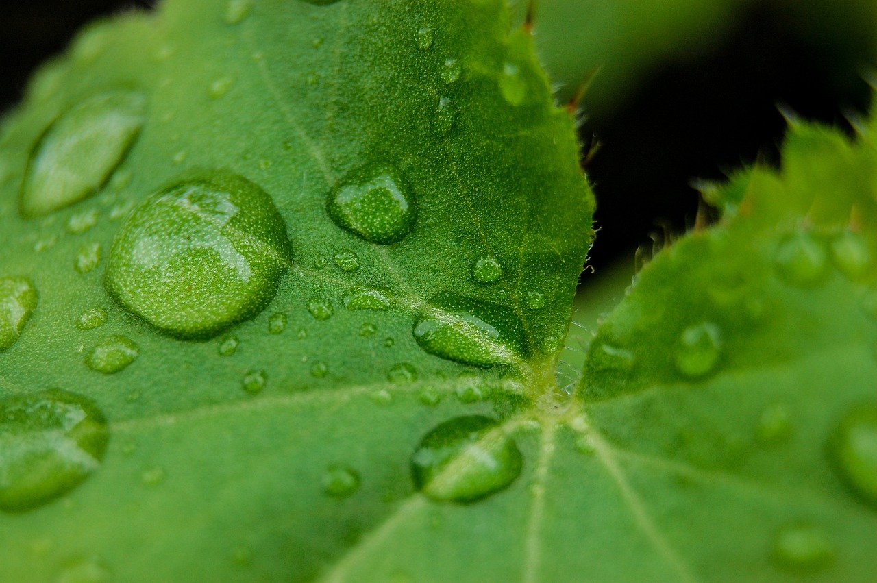 虾最新信息，最新虾类资讯大盘点