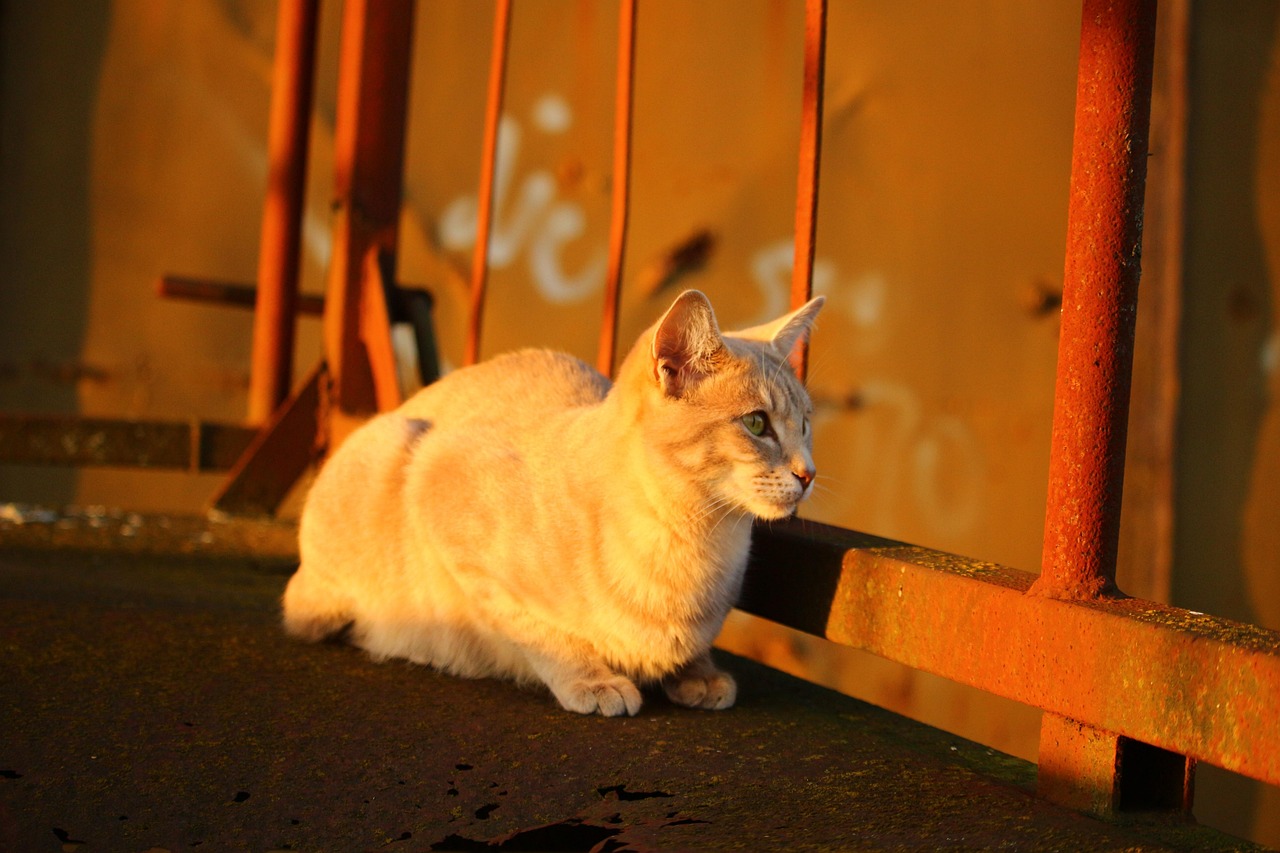 猫神女友的最新回应，探寻真实的声音与情感的共鸣，猫神女友的最新回应，探寻真实之声与情感共鸣