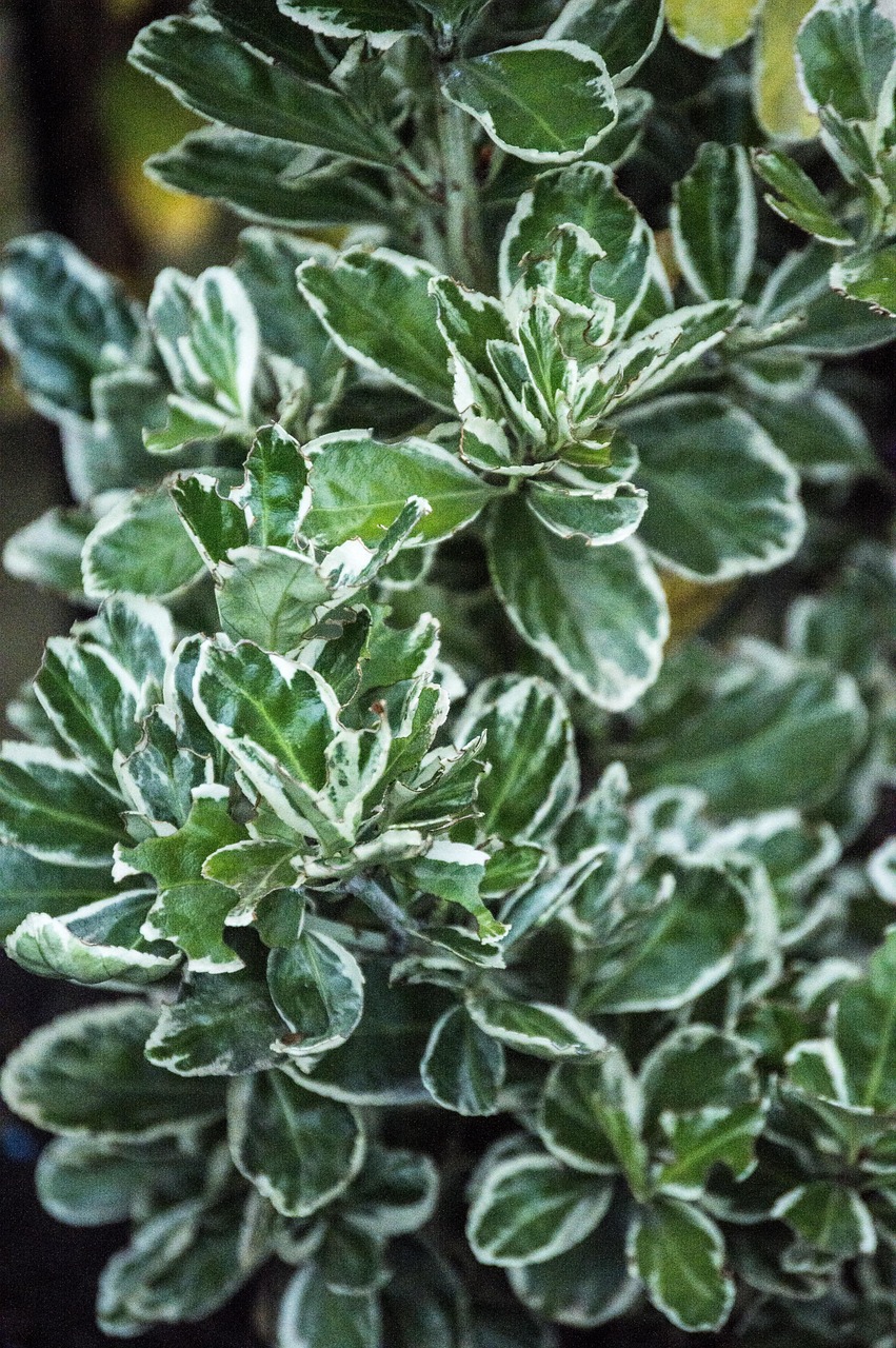 太原植物园焕新升级，最新消息解读绿色生态新篇章，太原植物园焕新升级，开启绿色生态新篇章