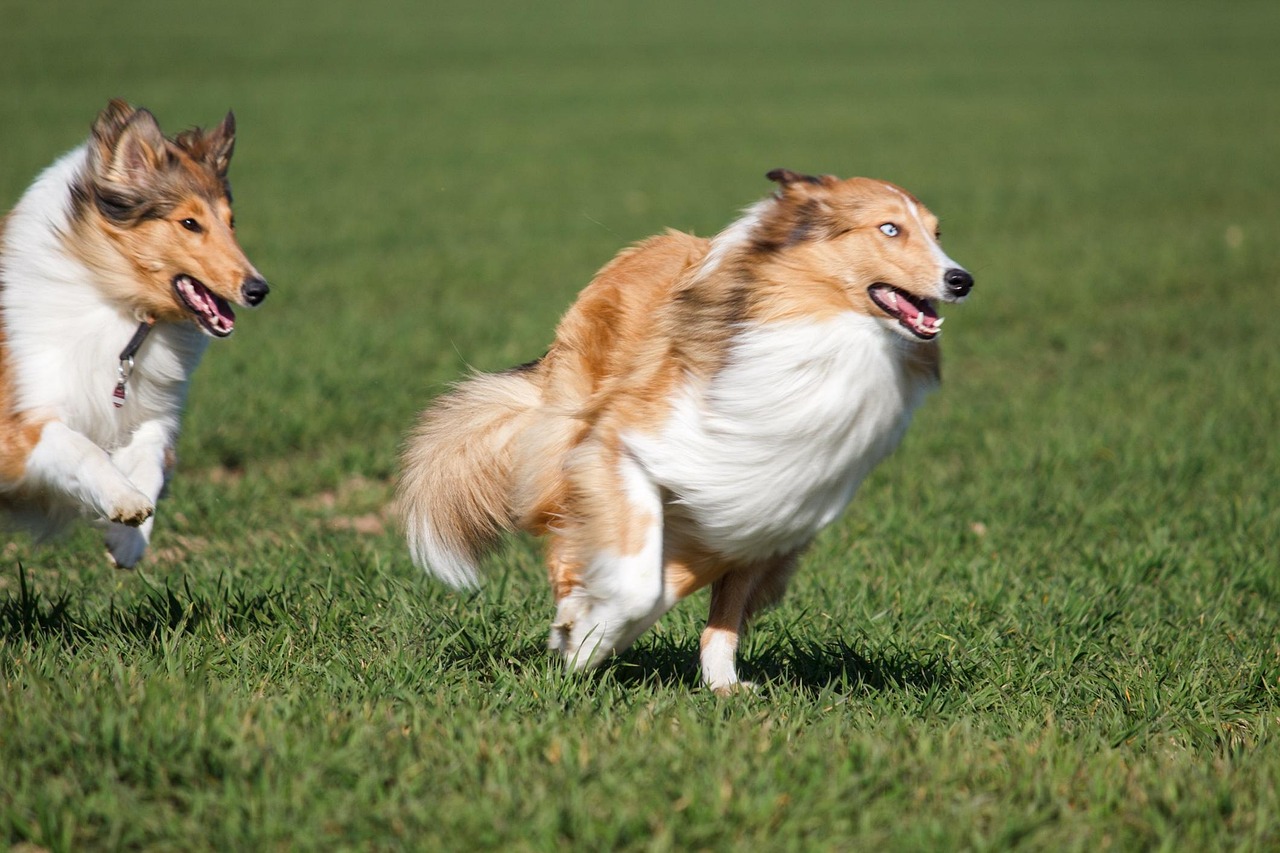 脊背犬狩猎价格表最新，最新脊背犬狩猎价格分析及购买指南