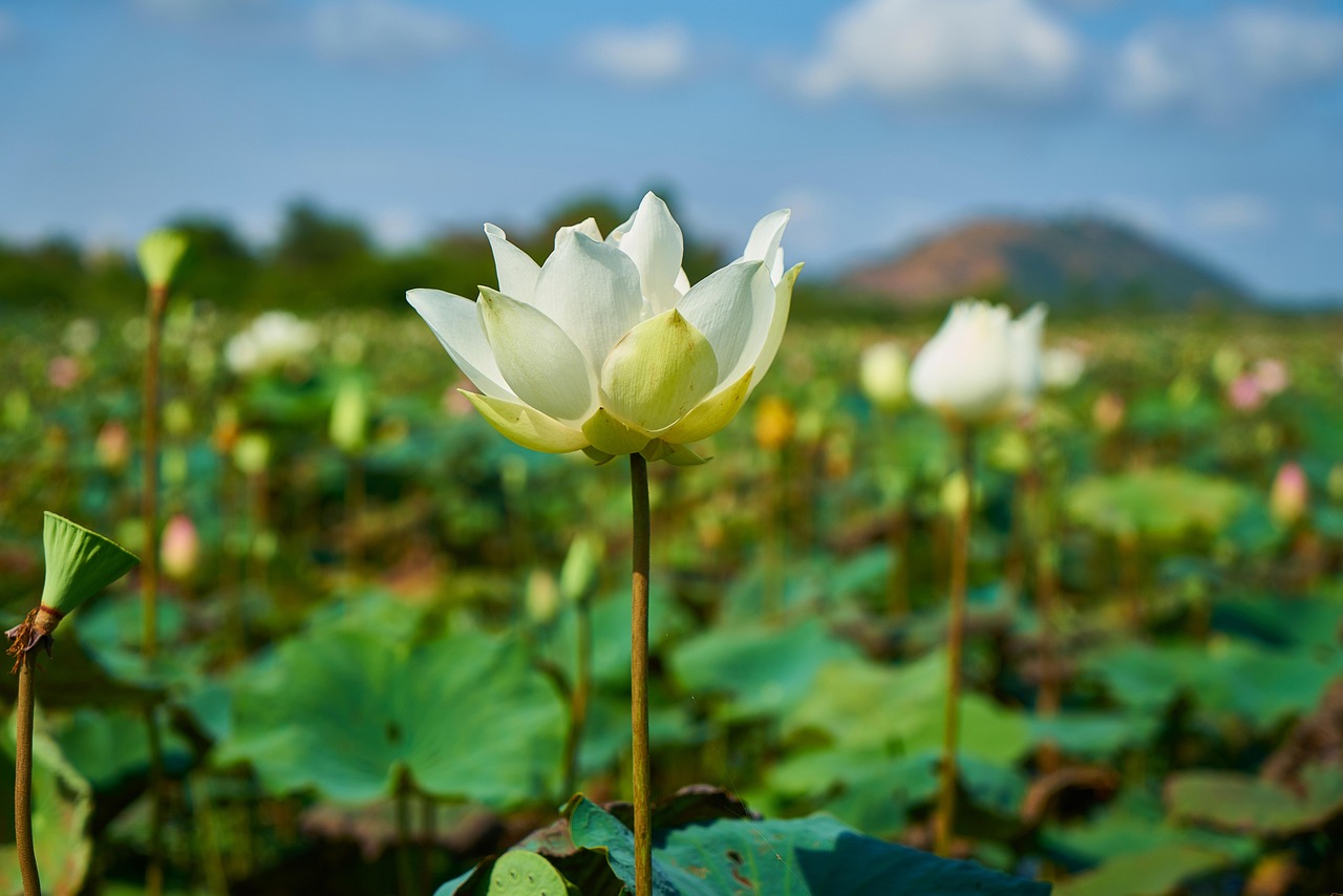 言承旭夏花深情告白徐若晗·动态播报，言承旭对徐若晗深情告白，夏花中的浪漫瞬间动态播报