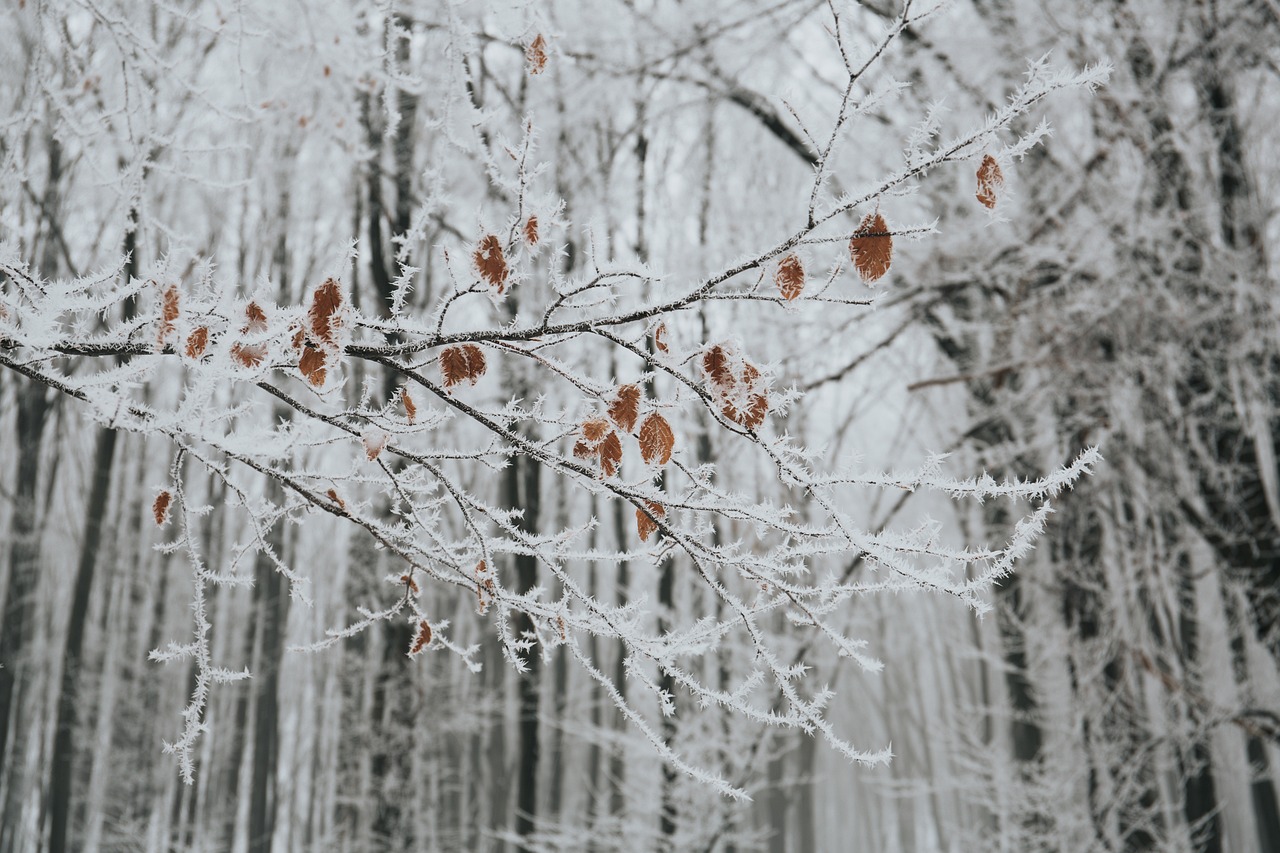 苏州科技城：大雪节气话廉洁