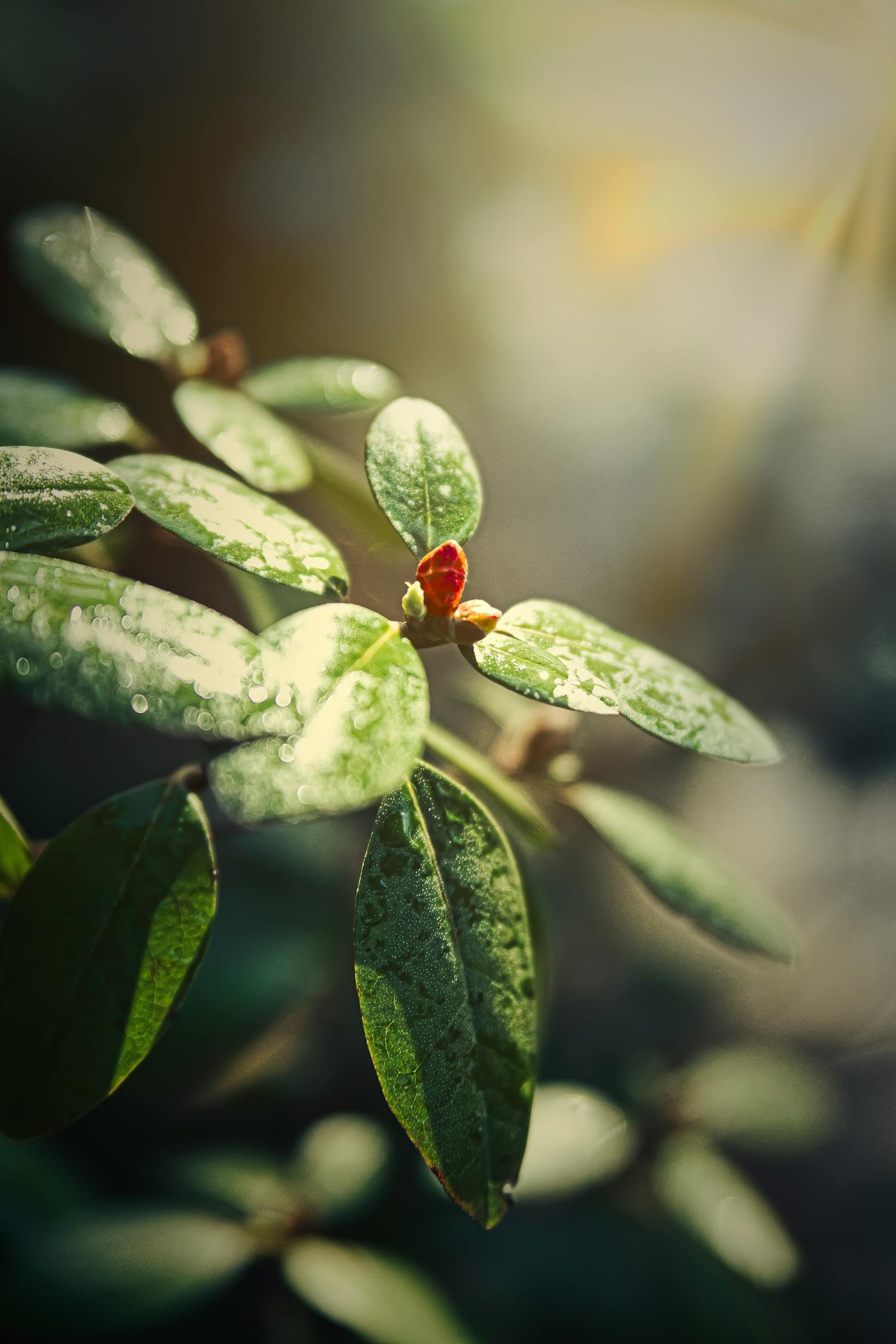 广西发现植物新种，对植物研究与生态保护的重要洞察——热点洞察，广西发现植物新种，对植物研究与生态保护的重要洞察——最新研究报道