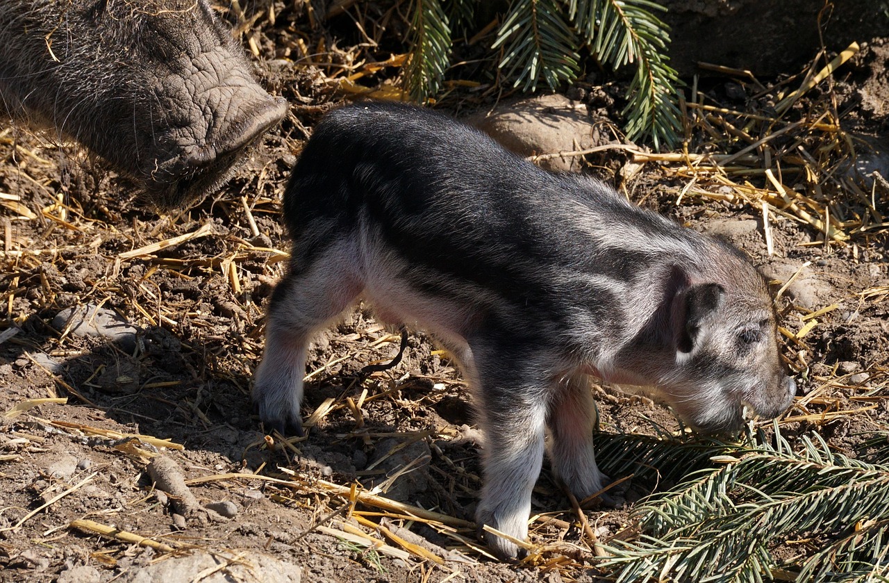 最新生猪价格 新闻，最新生猪价格动态：全球市场概况、中国动态及未来展望