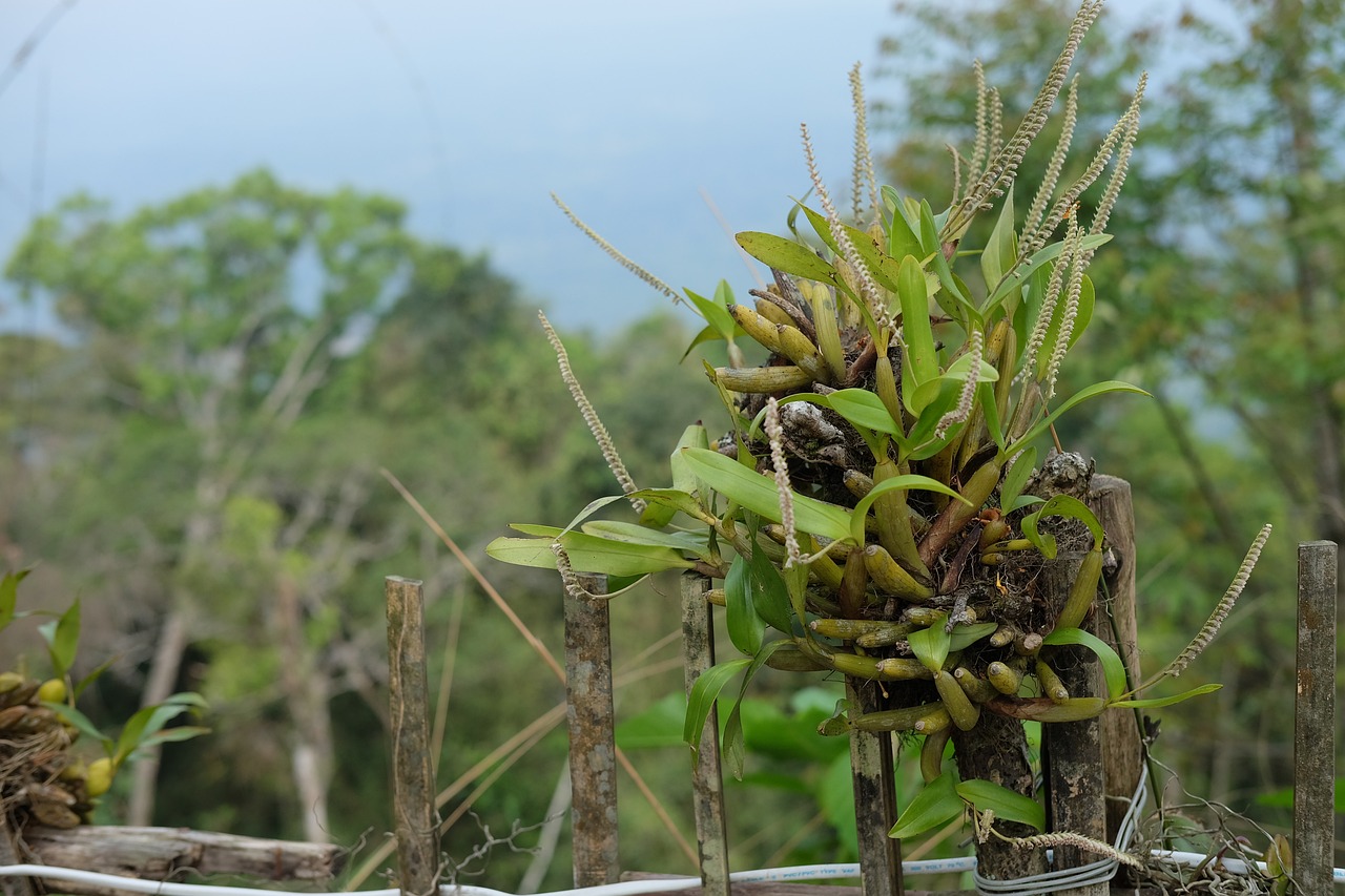 信阳毛尖茶产业的品牌建设·动态分析，信阳毛尖茶品牌建设动态解析