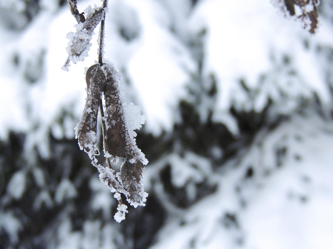 3月暴雪频发，罕见现象还是气候变化的征兆？快速监测技术助力应对，3月暴雪频发，气候变迁信号还是偶发现象？监测技术助力应对策略