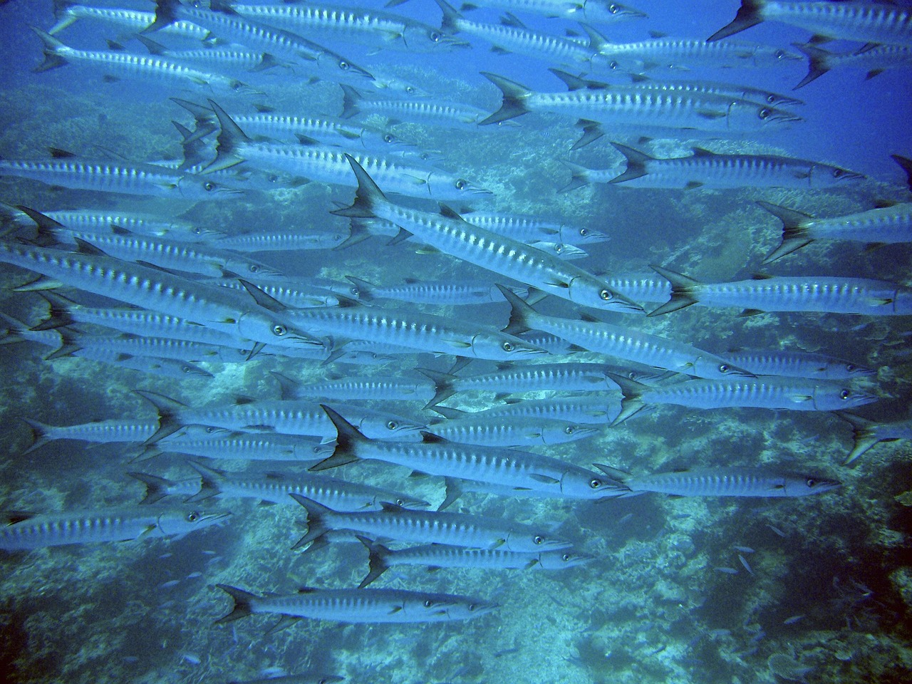 各种海鱼寿命排行榜最新，各种海鱼寿命排行榜最新揭秘：海洋生态保护与渔业管理的关键参考