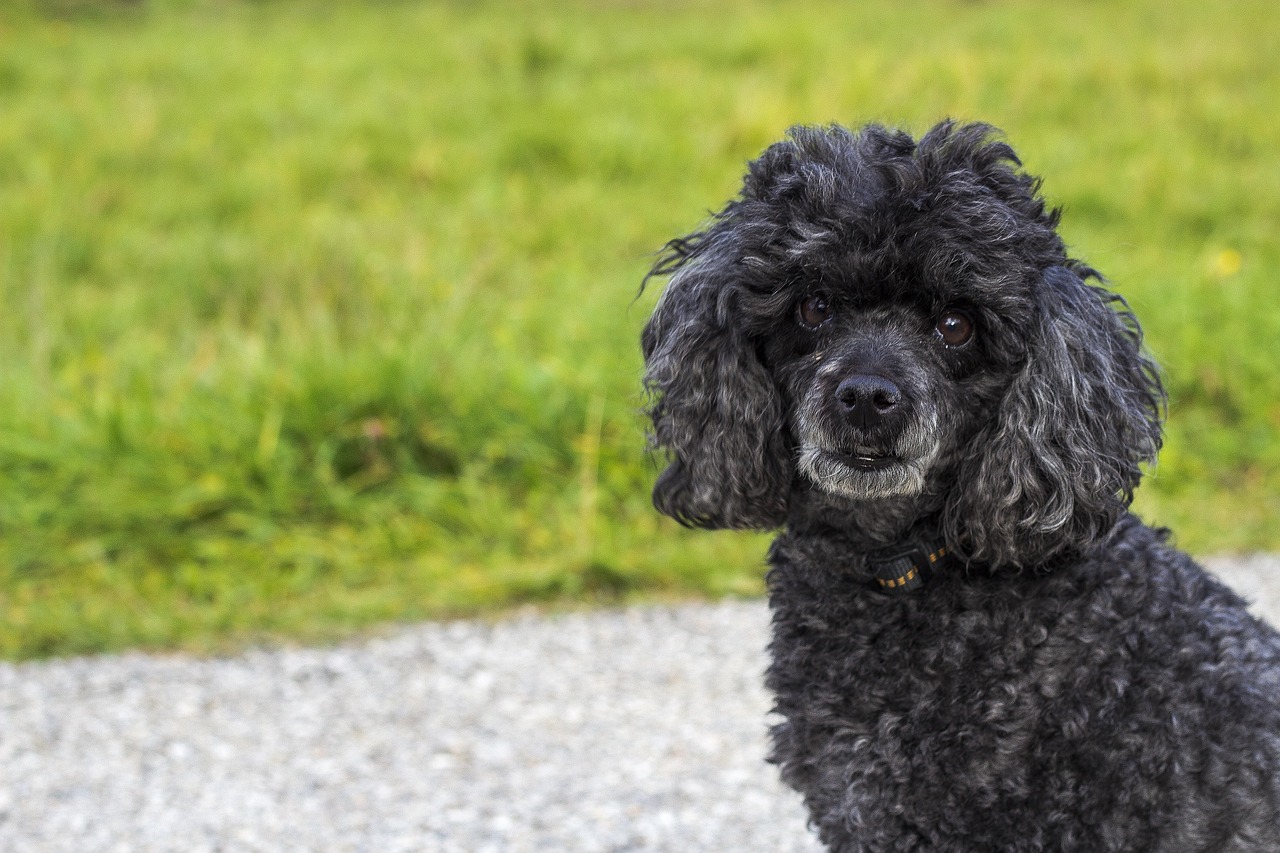 西安护卫犬价格查询网最新，西安护卫犬价格行情一览